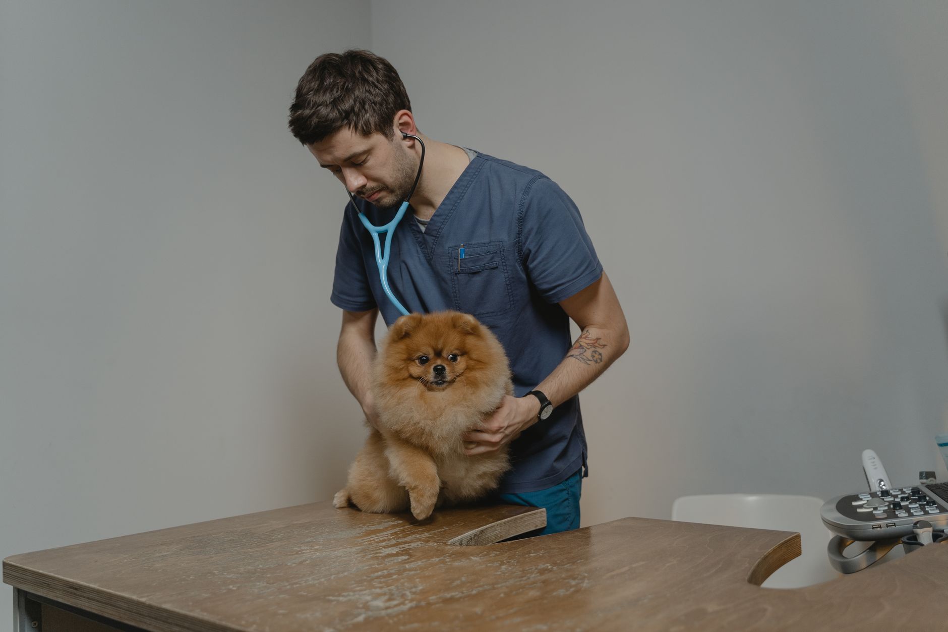 A vet listens to a small dog's chest with a stethoscope